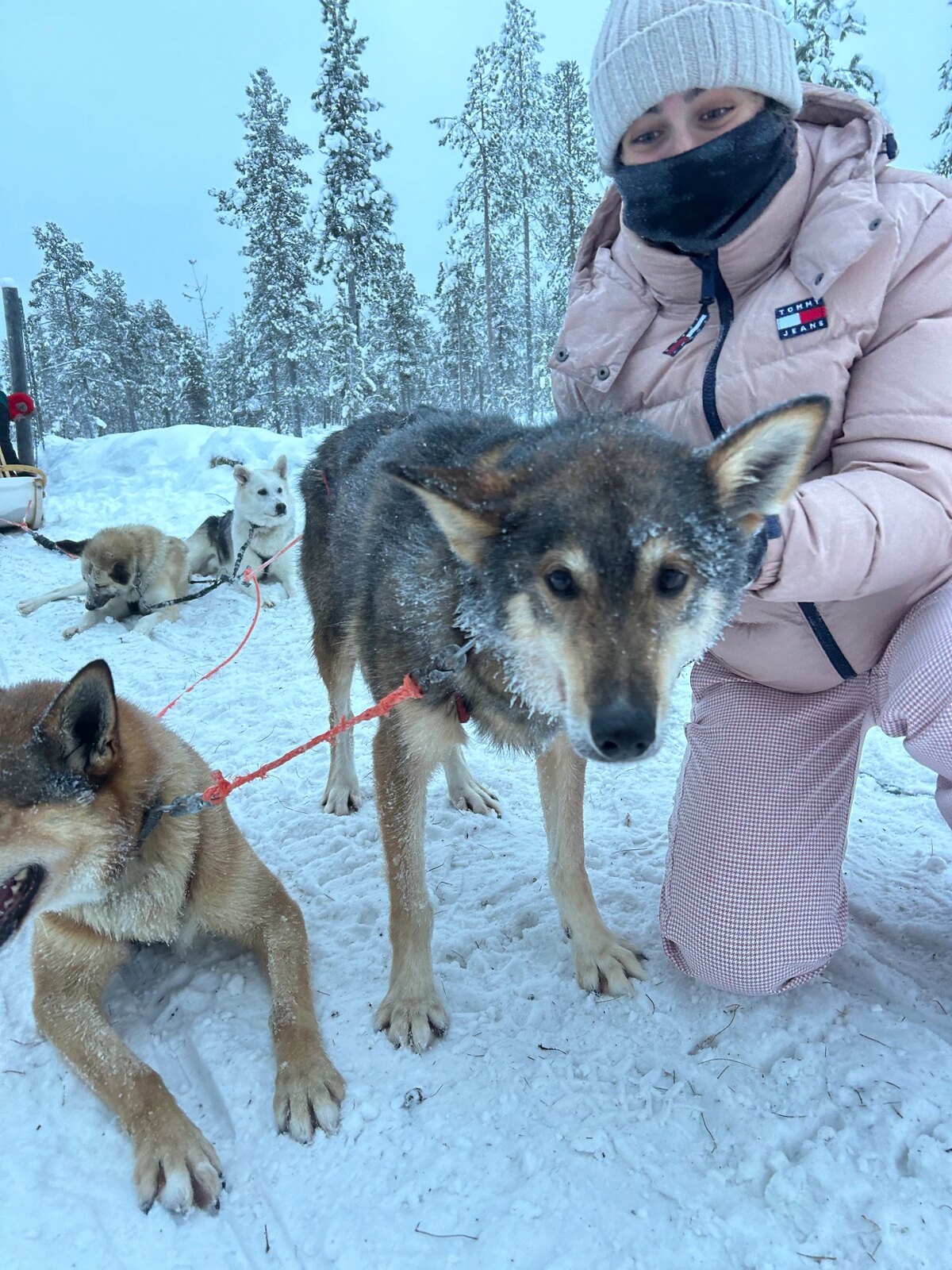 With sled dogs in the snow