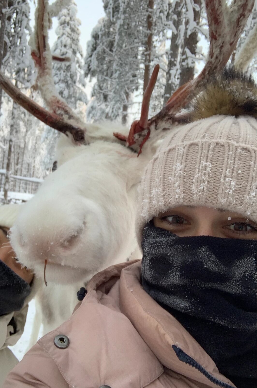 Close-up with a reindeer in the snow